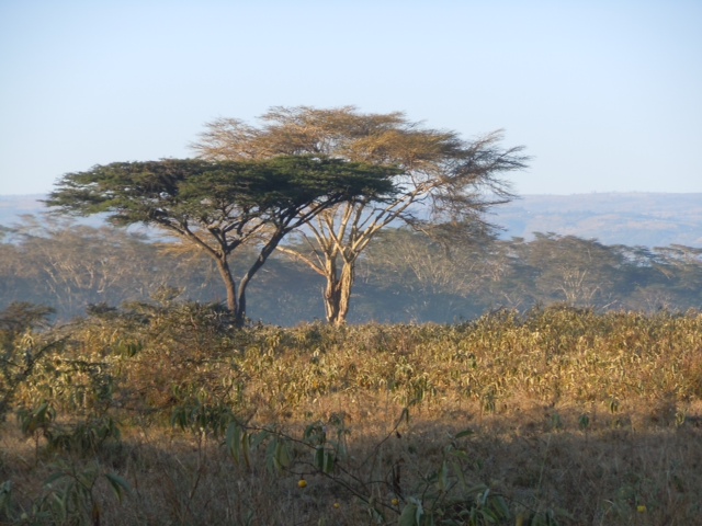 Africa_trees