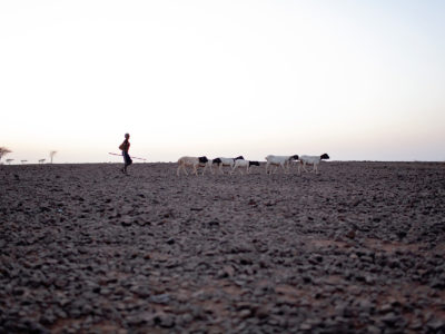 silhouette of a boy walking behind a line of six goats