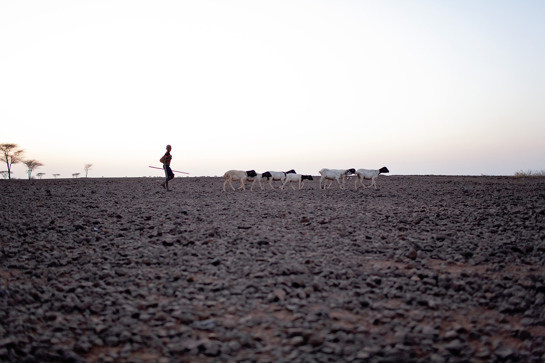 silhouette of a boy walking behind a line of six goats